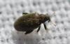 Orchestes fagi